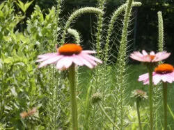 Native Plants